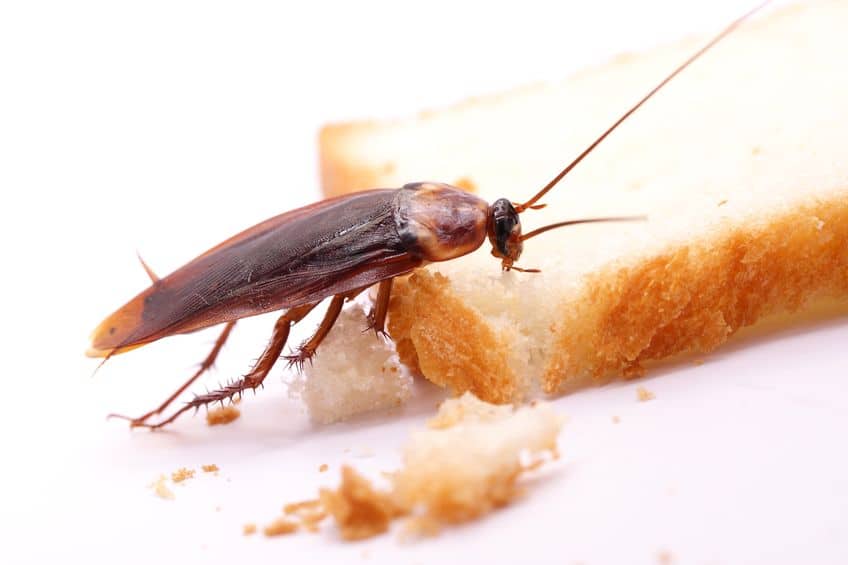 Pest Control Companies Protex Lawn And Pest Control