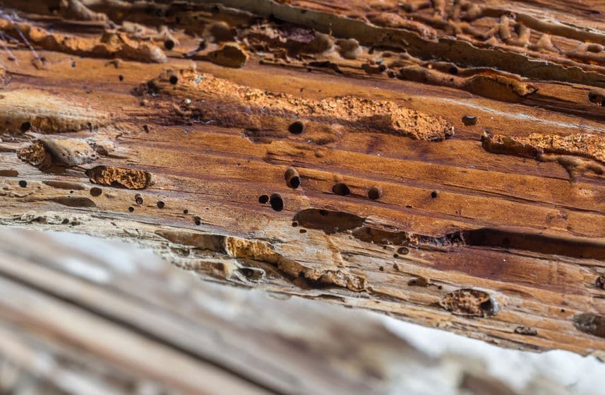 termite treatment, Common signs of a termite infestation