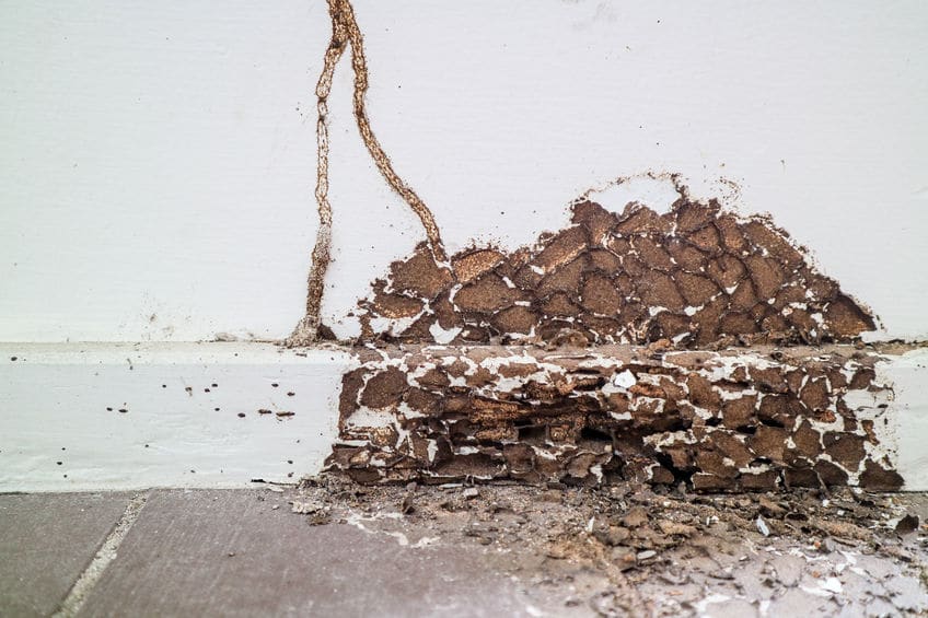 How Can Top Termite Treatment Company in Orlando Help You?