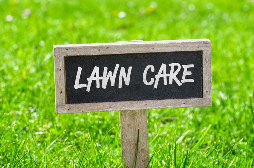 How to Find the Best Lawn Pest Control Company?