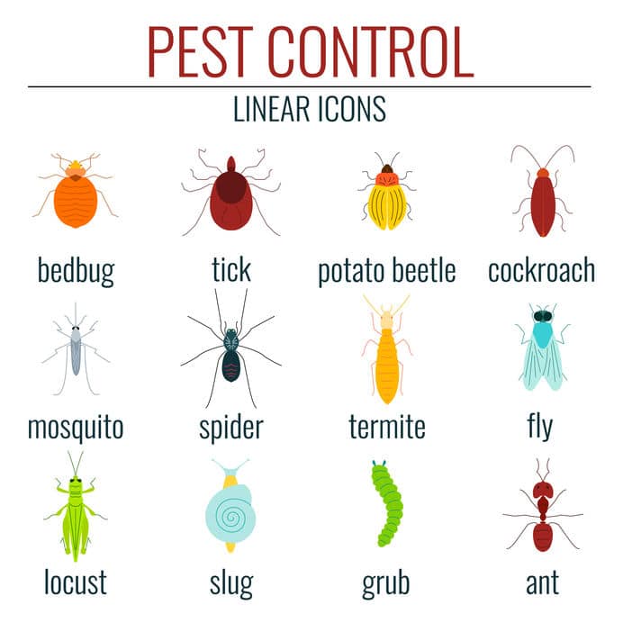 Pest Control Solutions In Reno