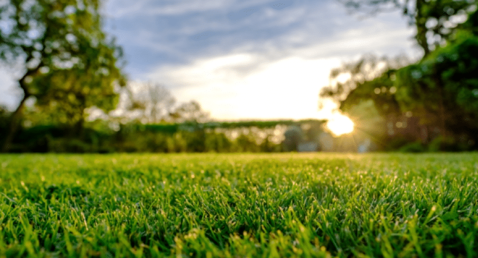 Lawn Fertilizer in Orlando