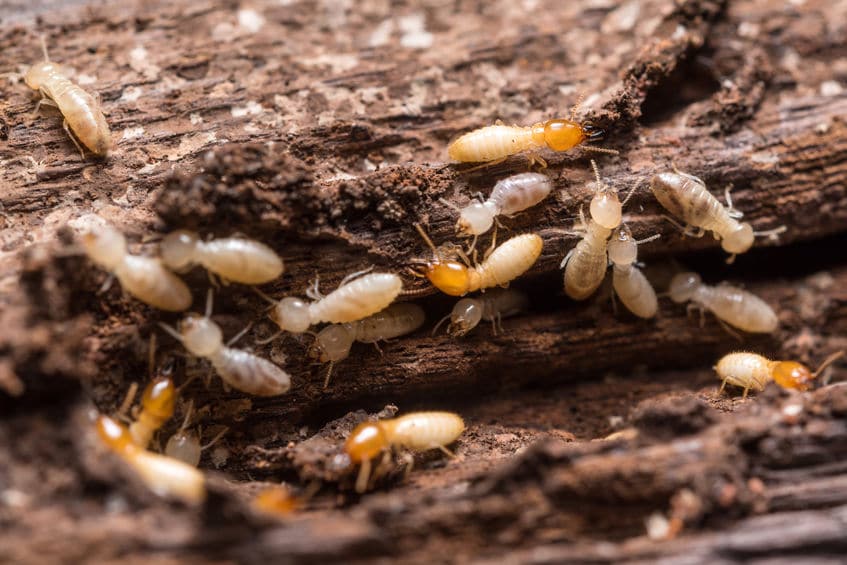 Termite Treatment in Orlando