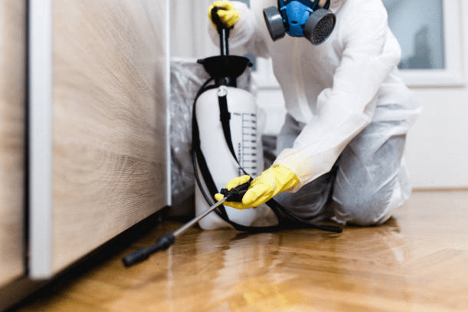 Pest Control Solutions That Work