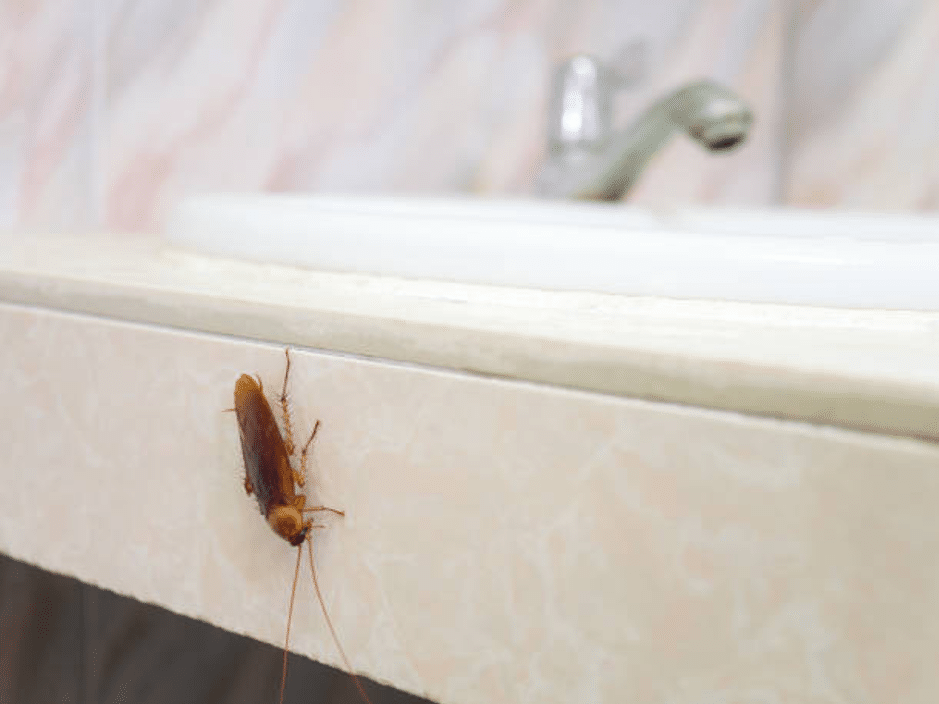 hire pest control company in Orlando