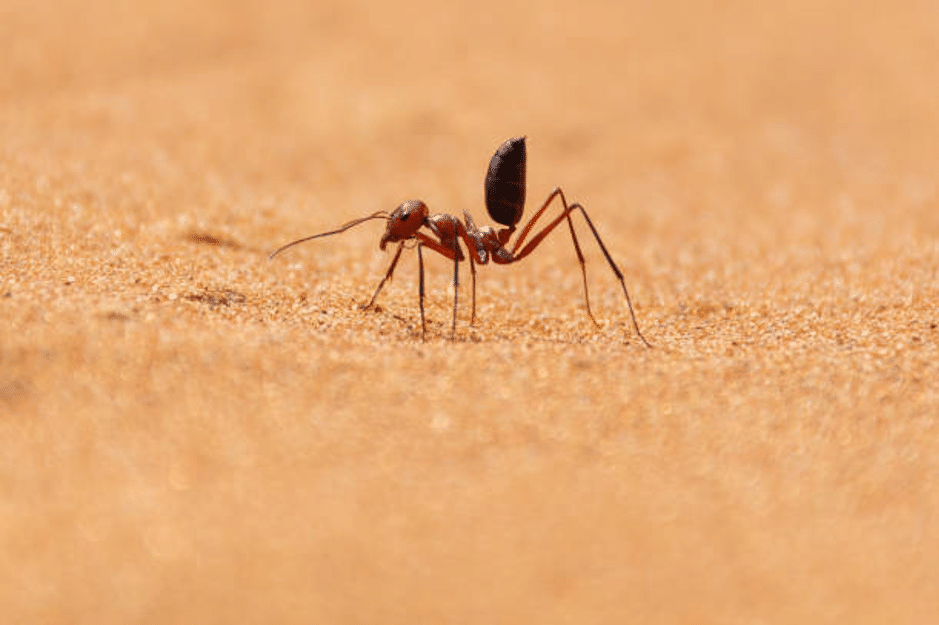 ants, pest types
