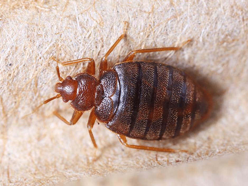 bed bugs, pest control, types of pests
