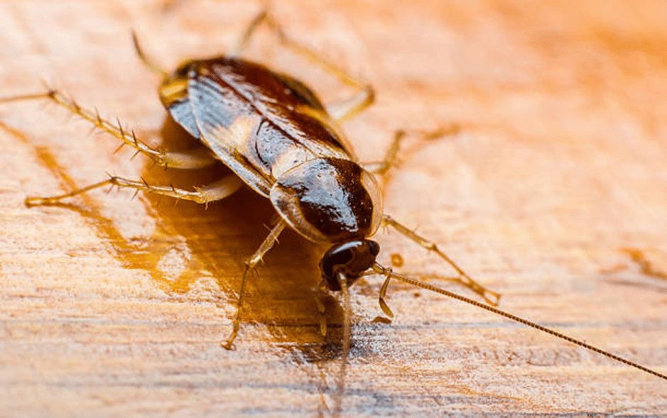 cockroaches, pest types