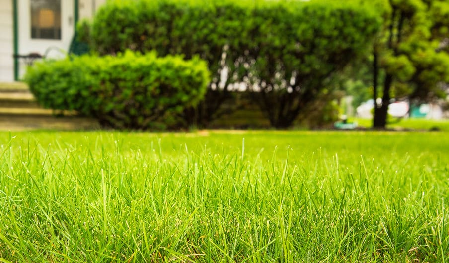 lawn fertilizer companies