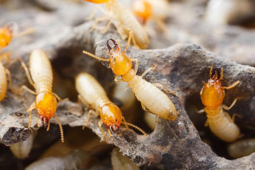 Why you need termite treatment in Orlando?