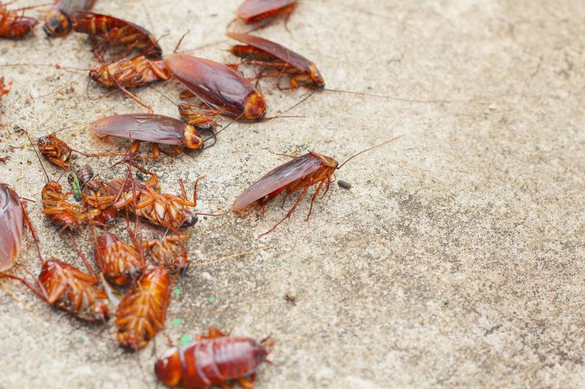  5 Reasons for Professional Orlando Pest Control Service 