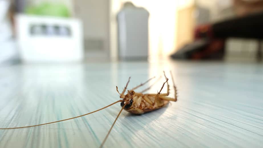 4 Reasons Hire Home Pest Control in Orlando