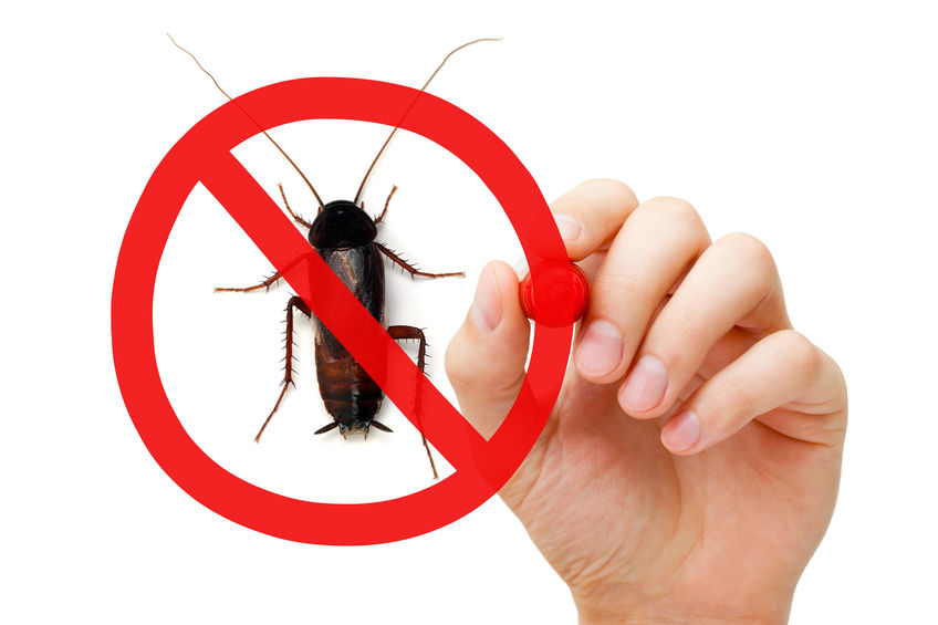 5 Ways to Get Rid of Bugs in Orlando FL