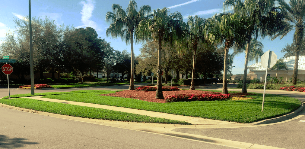 3 Best Types of Lawn Grass for Orlando