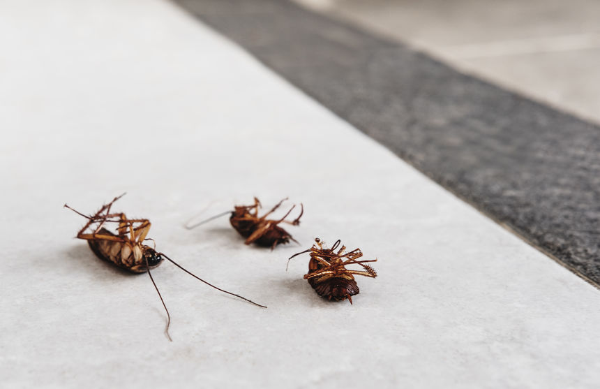 Exterminator vs Pest Control What Are the Differences?