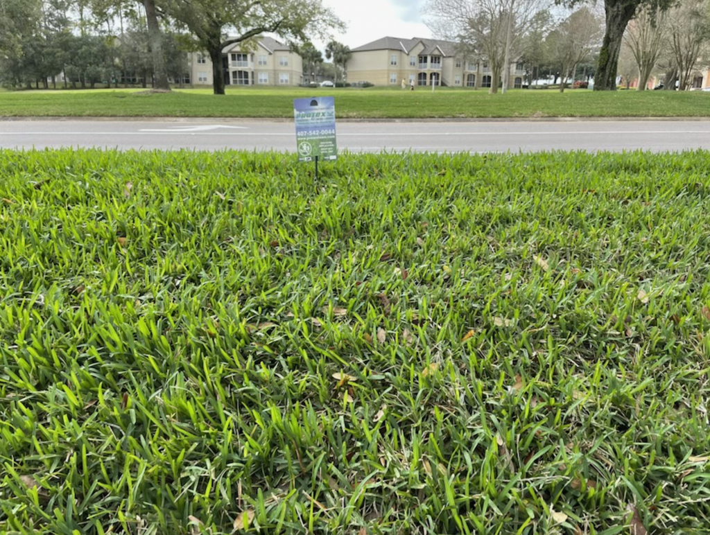 Why My Grass is Yellow in Orlando, Florida?