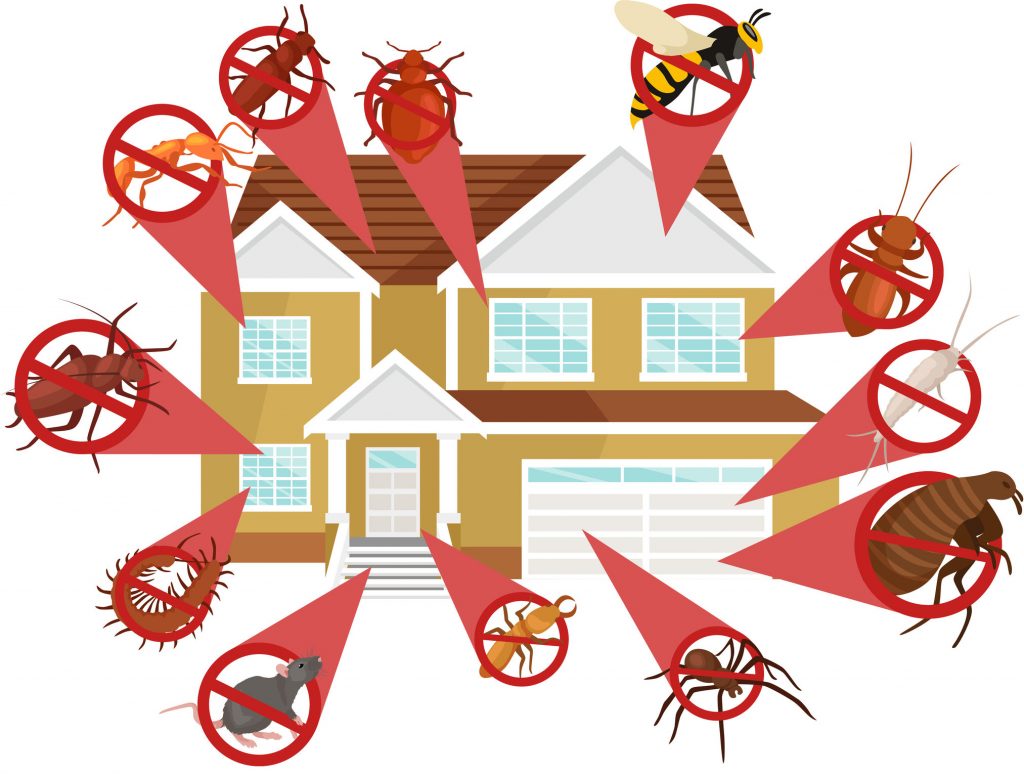 Do You Need Exterminator or Pest Control?