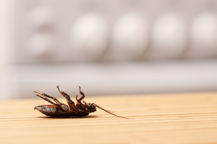 6 Benefits to Hire a Professional Exterminator in Orlando