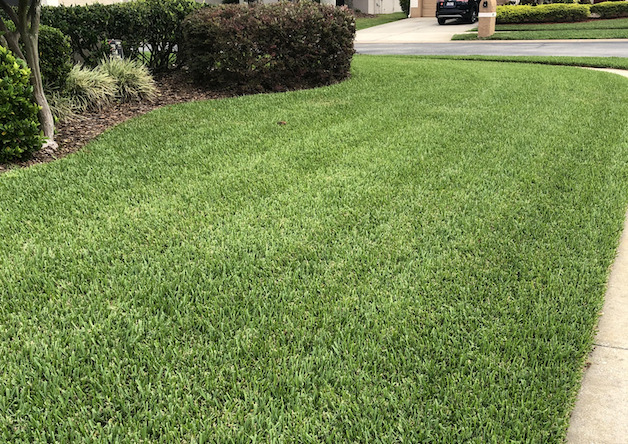 How to get rid of lawn pests in Orlando?