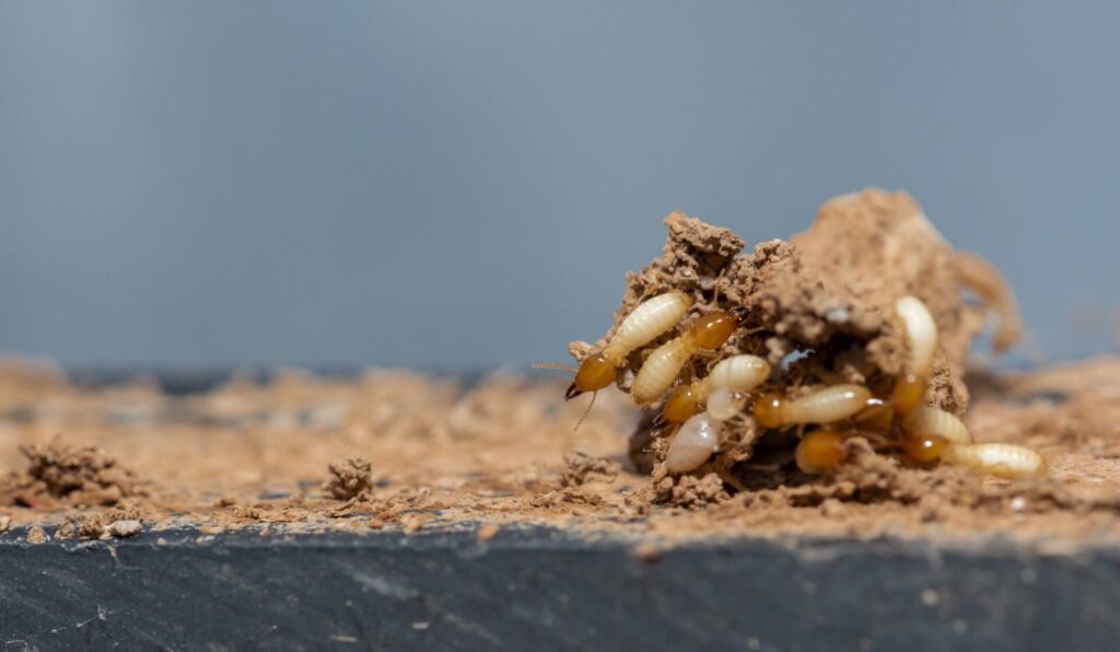 What is Best and Fastest Oviedo Florida Termite Treatment