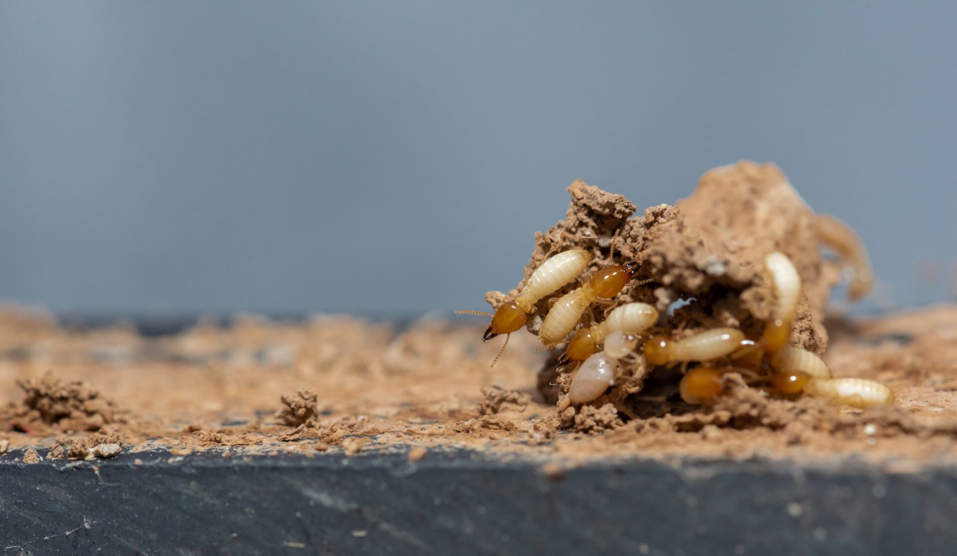 termite treatment oviedo