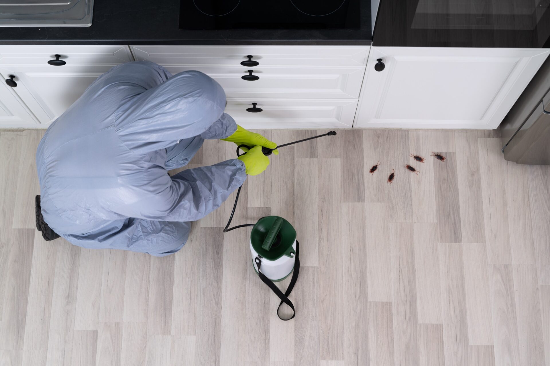 Pest Control Solutions in Oviedo