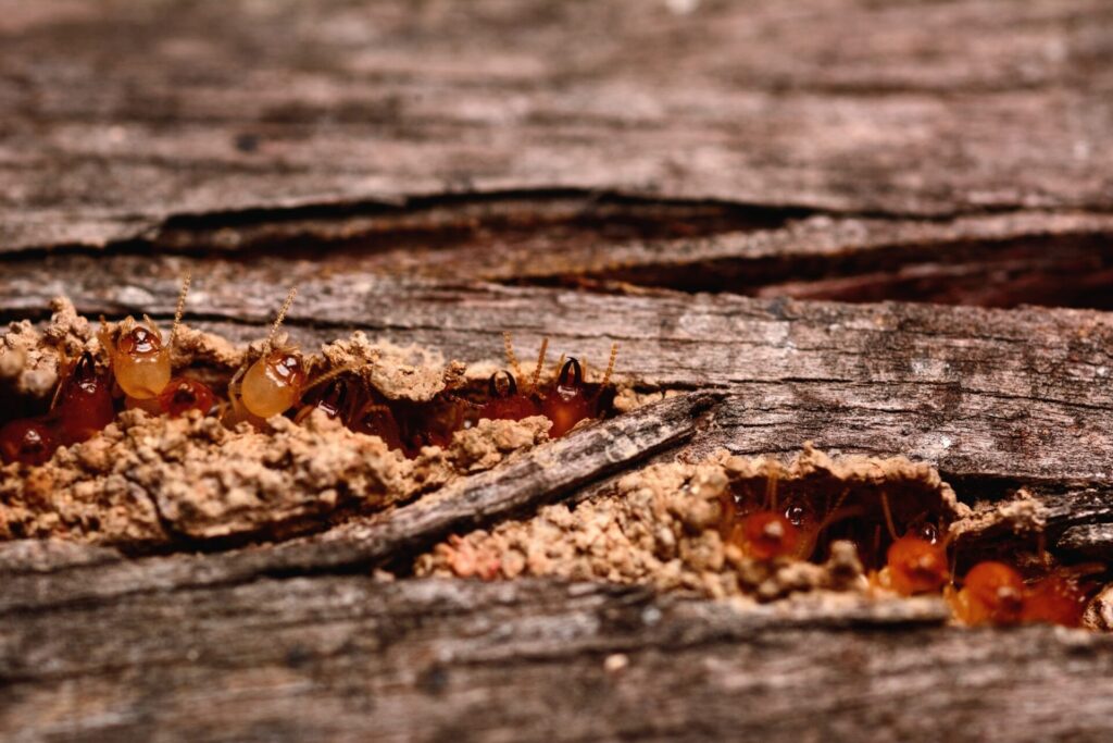 Termites Oviedo FL