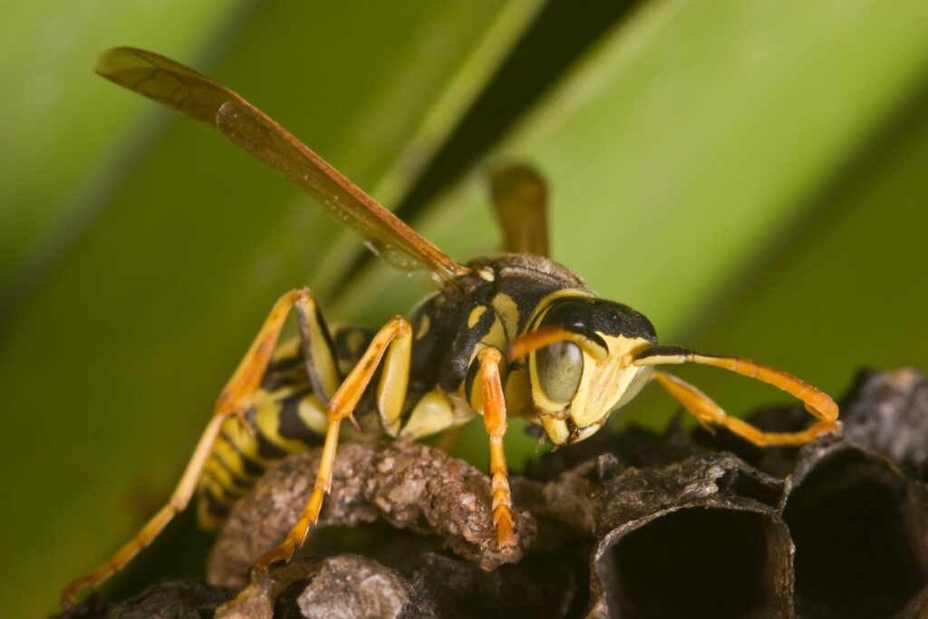 Pest Control Near Me: Dealing with Yellow Wasp Menace in Oviedo FL